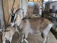 عنزة, Alpine goat — الصورة 3
