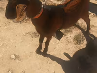 تيس, Nubian Goat — الصورة 1