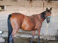 Mare, Horses — photo 1