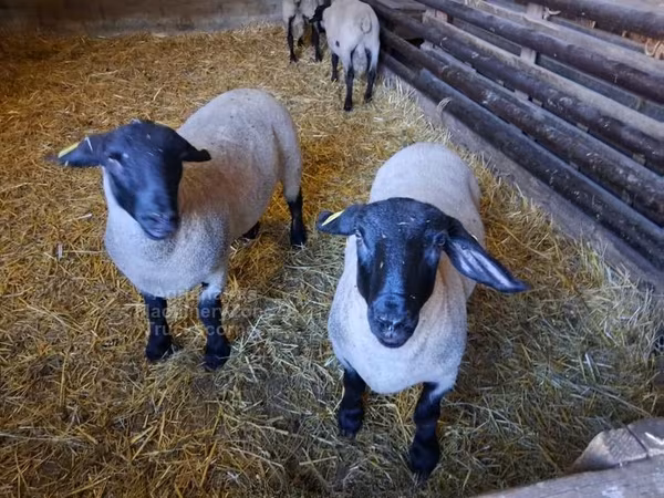 Қой, White Suffolk sheep