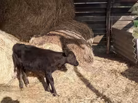Bull, Cattle — photo 1