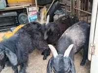 Cabro, Cabras — foto 1