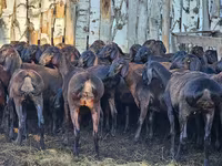 Қошқар, Hissar sheep — 2-сурет