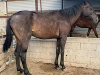 Айғыр, Arabian horse — 1-сурет