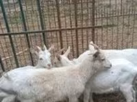 母山羊, Saanen goat — 照片 2