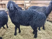 Қошқар, Baerchuke sheep — 8-сурет