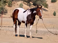 Айғыр, National Show Horse — 2-сурет
