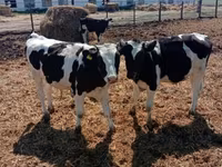 公牛, Russian Black pied cattle — 照片 2