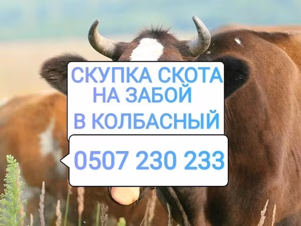 Бұқа, Ірі қара — Қырғызстан