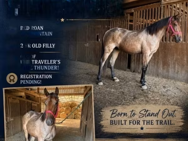 घोड़ी, Rocky Mountain Horse