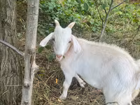 Ziegenbock, Ziegen — Foto 5