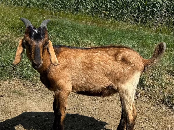 बकरा, Nubian Goat