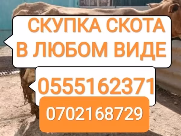 Бұқа, Ірі қара — Қырғызстан