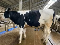 母牛, Holstein breed — 照片 1