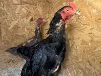 Chickens — الصورة 1