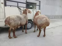 Ram, Sheep — photo 4