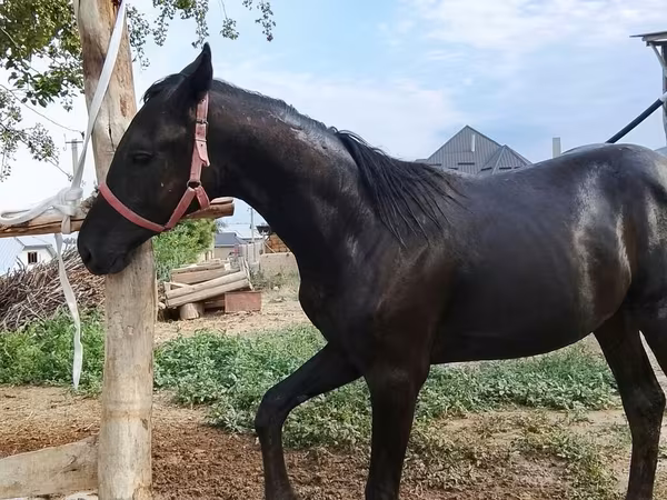 Horse (M), Horses