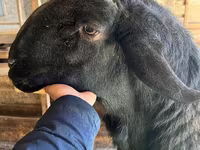Ram, Sheep — photo 4