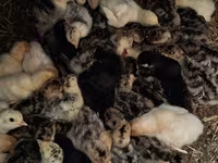 Turkeys — الصورة 2