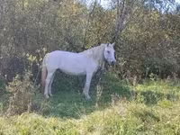 Hengst, Arabian horse — Foto 2