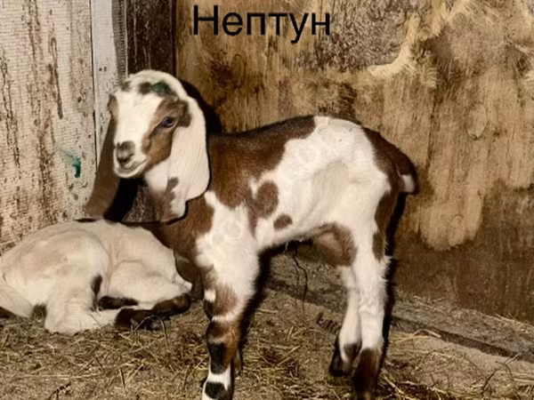 बकरा, Kamori goats