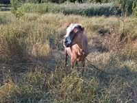 Goat, Goats — photo 3