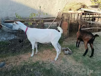 母山羊, Saanen goat — 照片 7