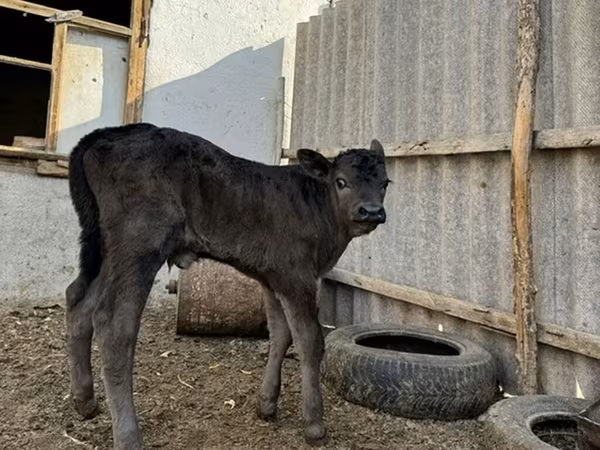 公牛, Cattle