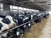 Kuh, Holstein-Rasse — Foto 1