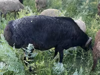 Billy Goat, Goats — photo 4