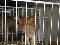Bull, Holstein breed — photo 7