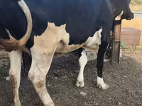 Cow, Russian Black pied cattle — photo 2
