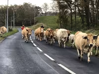 Vaca, Aubrac cattle — foto 4