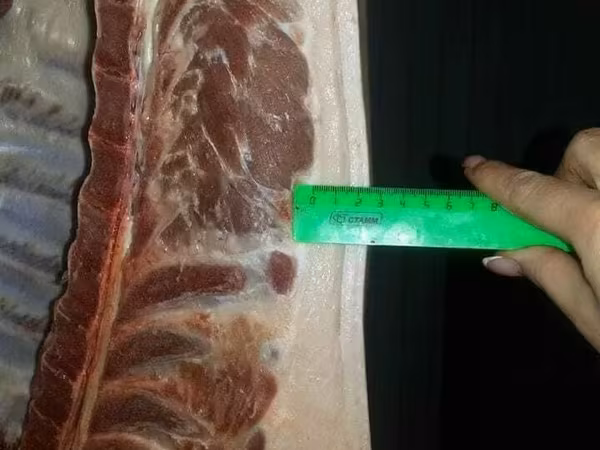 Свинину п/т 2-й кат. зам.5-10т