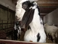 تيس, Beetal goats — الصورة 2