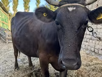 母牛, Swiss cattle — 照片 3