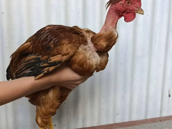 Chickens — Kirguistán
