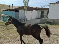 Бие, Kazakh horse — 2-сурет