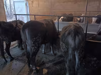 Сиыр, Swiss cattle — 6-сурет