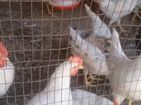 Leghorn — Foto 1