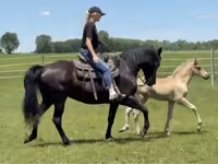 Stute, Rocky Mountain Horse — Foto 3