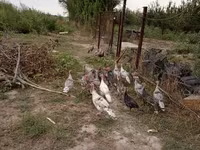 Turkeys — फ़ोटो 1