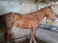 Stute, Swedish warmblood horse — Foto 2