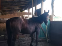 Mare, Horses — photo 2