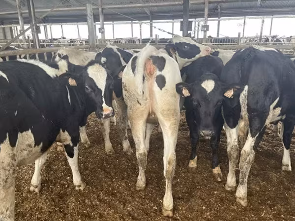 Kuh, Holstein-Rasse