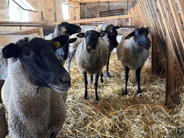 Қой, Baerchuke sheep