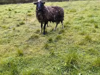 Ешкі, Kejobong goat — 6-сурет