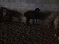 كبش, الأغنام — الصورة 4