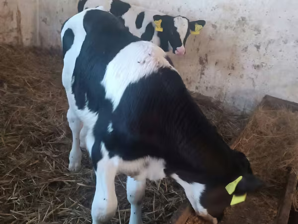 Toro, Ganado vacuno