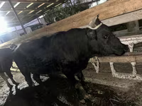 Toro, Ganado vacuno — foto 6